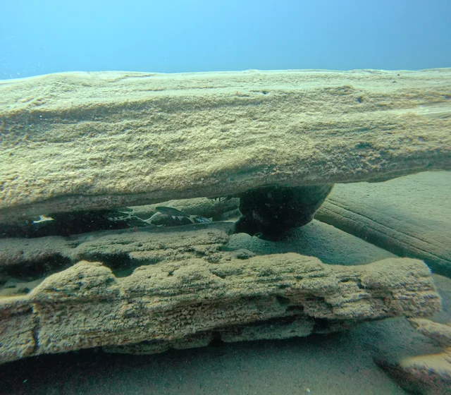 Peces de agua dulce bajo madera sumergida en Lake Tahoe; especies por confirmar